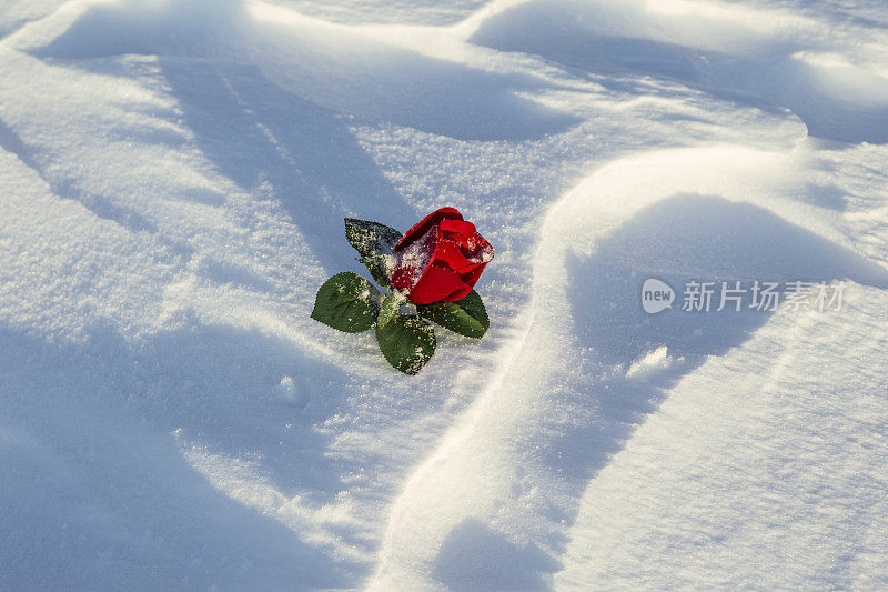 一朵飘雪中的红玫瑰