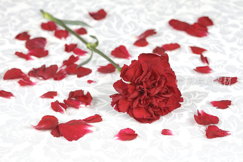红色康乃馨和花瓣在白色的缎子织物上