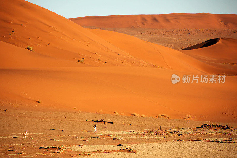 非洲纳米比亚的红沙丘上的羚羊