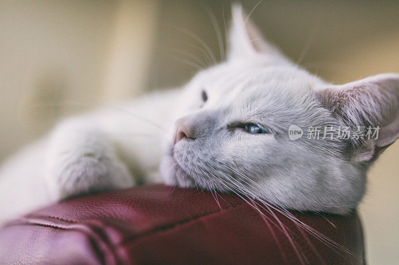 一只雌性土耳其安哥拉猫的特写镜头，它躺在一个红色的皮沙发上。