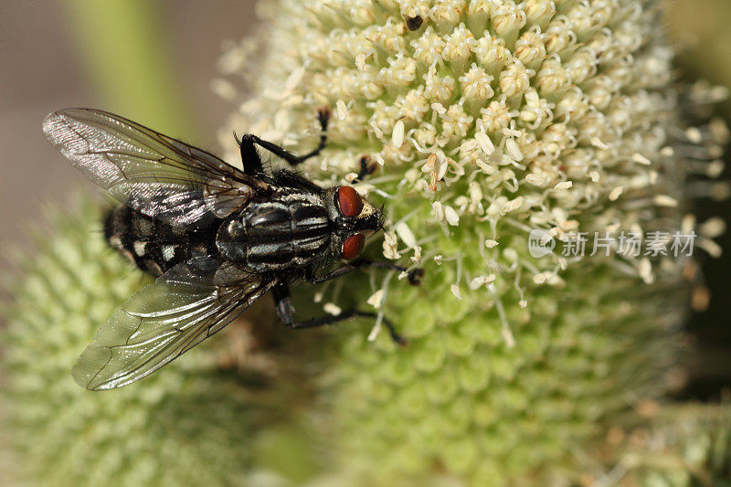 乘坐eryngium