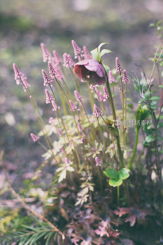 春天开花