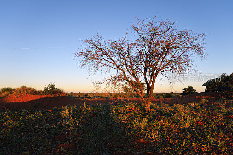 喀拉哈里沙漠日出后的一棵树