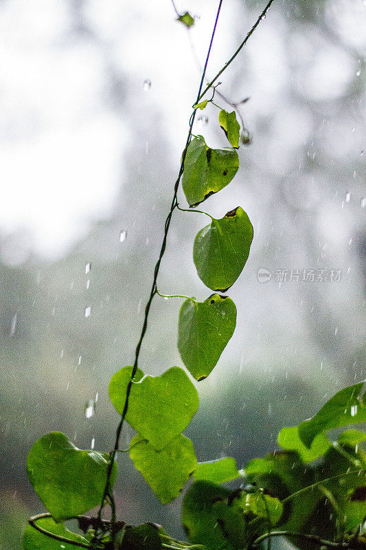 下雨的时候树叶在森林里