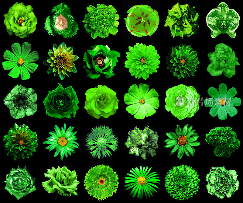 超现实的绿花拼贴画，30朵孤立在黑色上