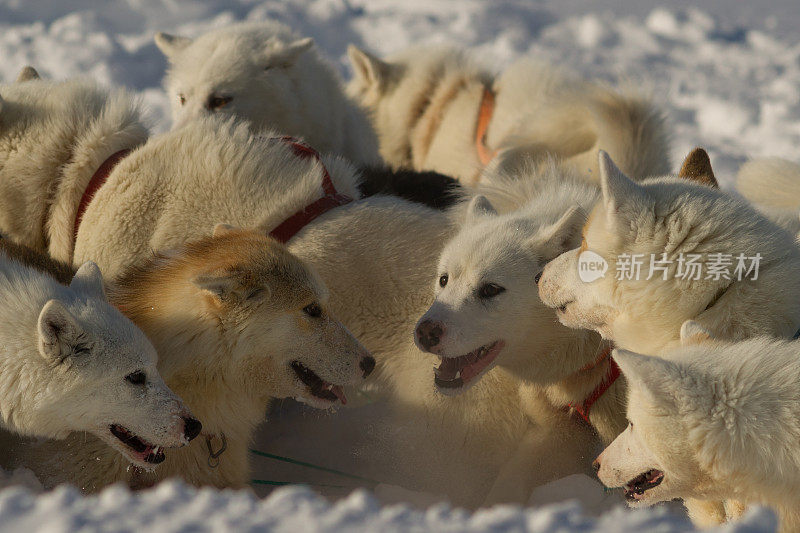 雪橇狗