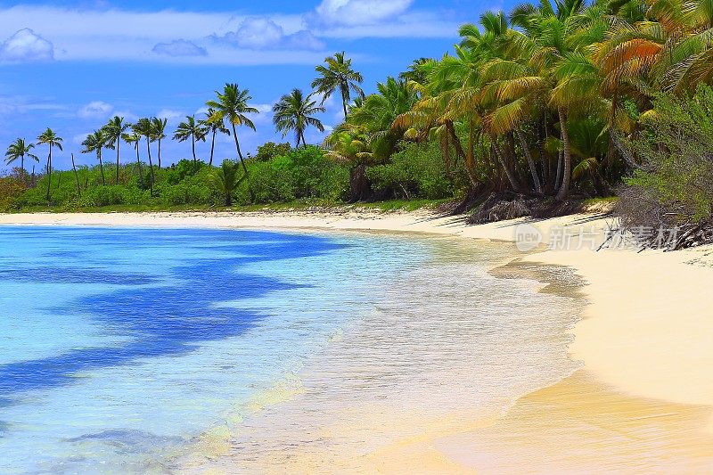 阳光明媚的田园式加勒比棕榈树，碧绿的海滩日出