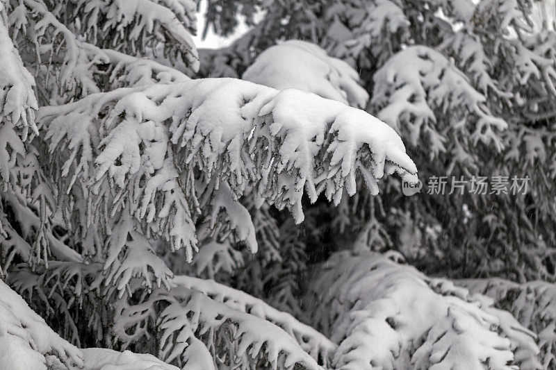 暴风雪过后，云杉的树枝被雪覆盖