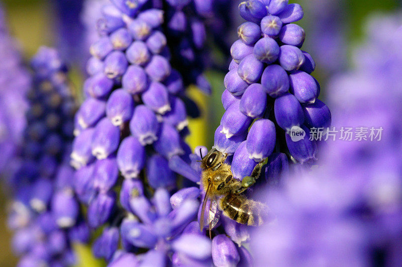 蓝葡萄风信子上的蜜蜂