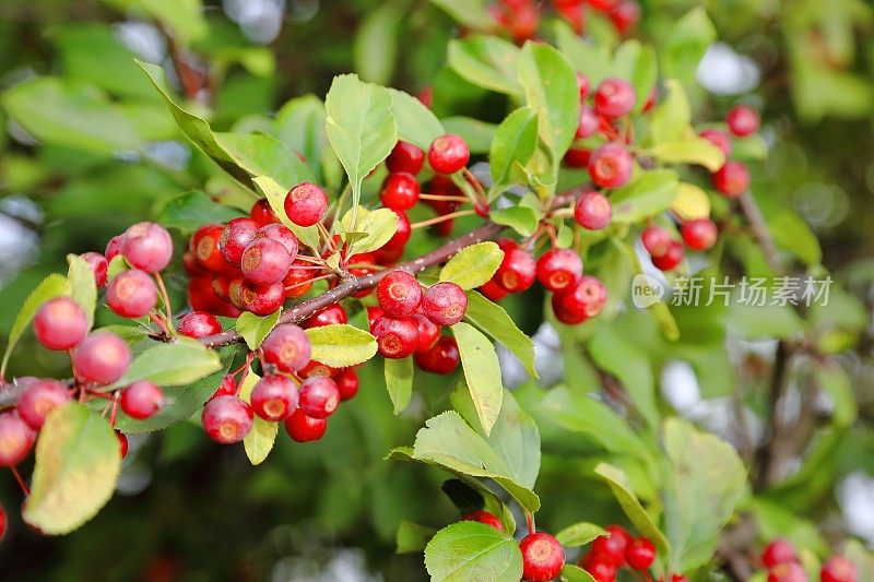 山楂，苹果，苹果