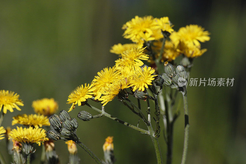 平素苦菜黄蓟野花