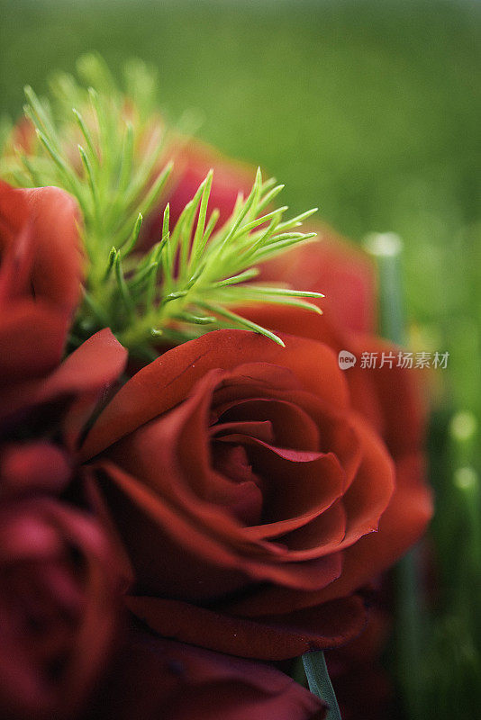 一束鲜艳的红玫瑰