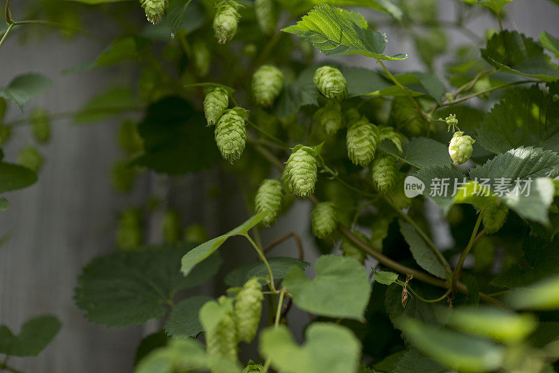 啤酒花在葡萄树