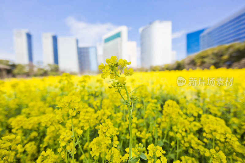 油菜花对着东京的办公楼