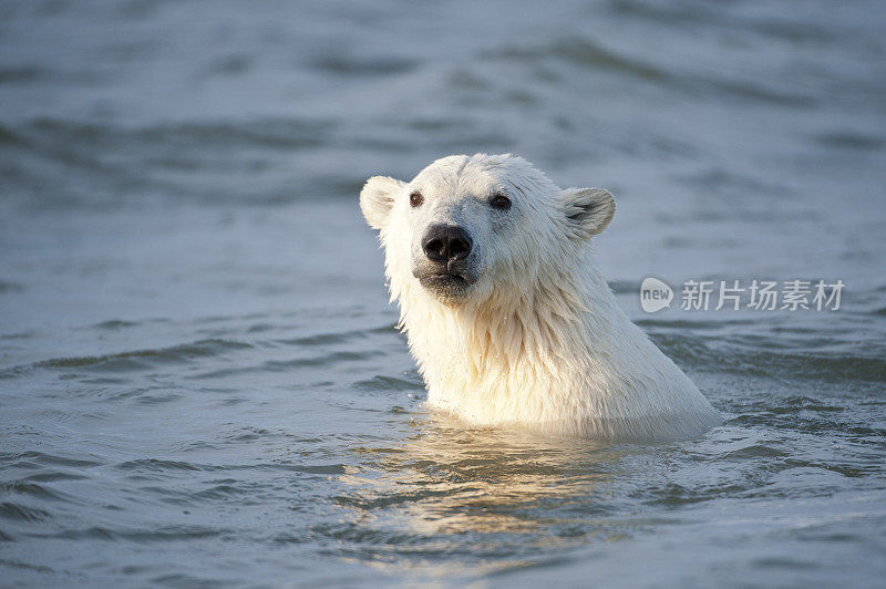 北极熊在水里