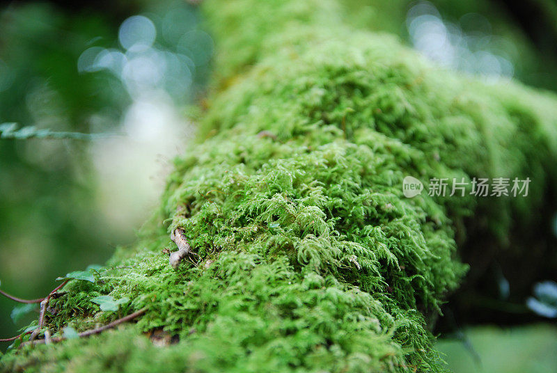 苔藓原木与散焦