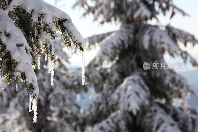 冰雪覆盖的冬季景观，有冰柱和冷杉