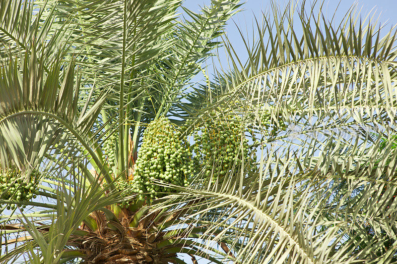 阿联酋迪拜——绿枣