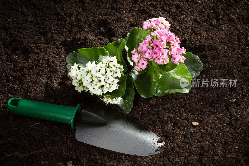 花园铁锹和花