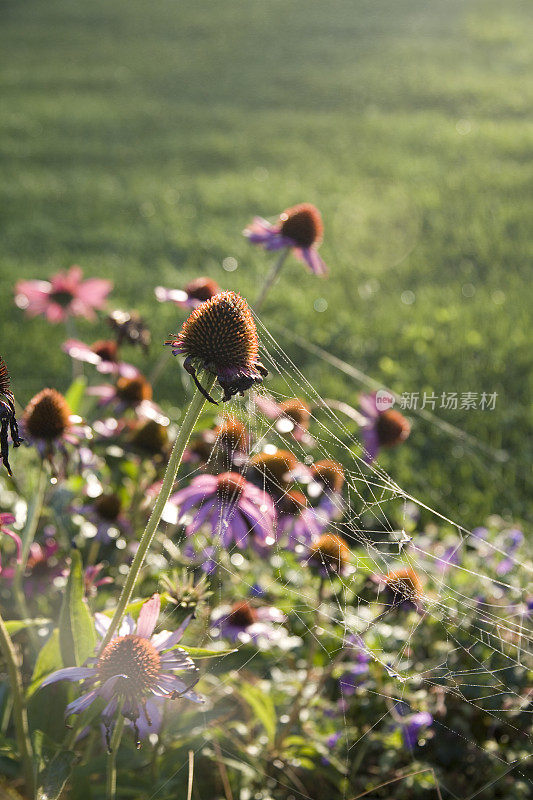 带露珠和蜘蛛网的松果紫锥菊