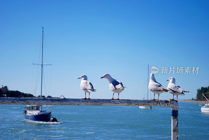 海鸥排成一行