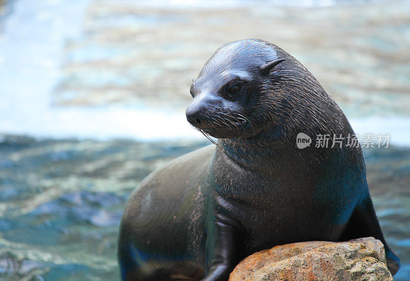 海狮