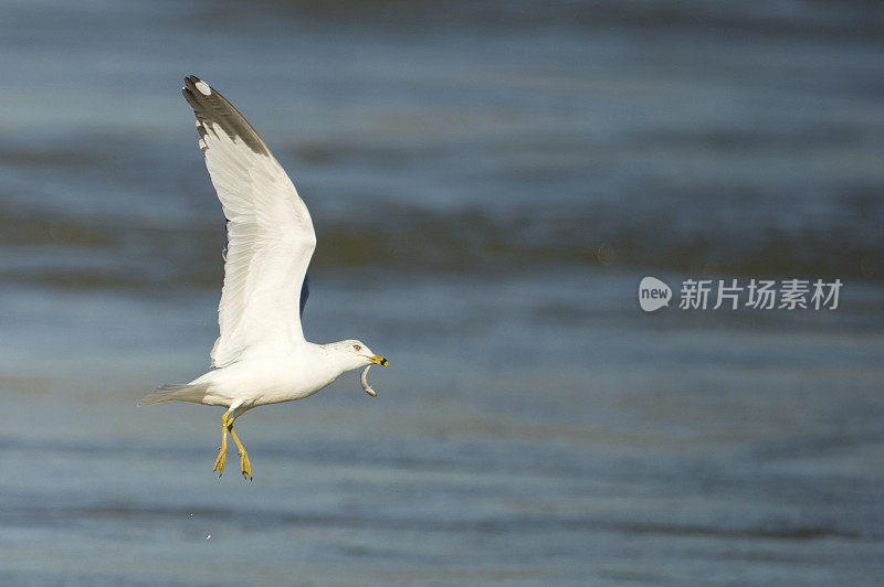 阿肯色州，冬天，环嘴鸥和正在飞翔的鱼