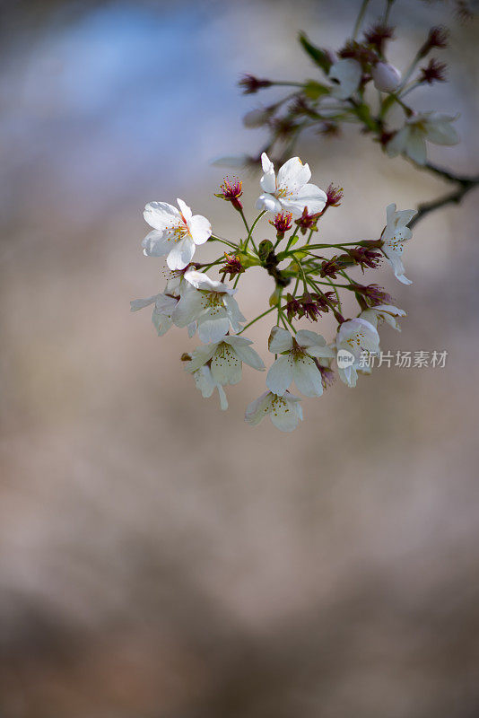 樱花