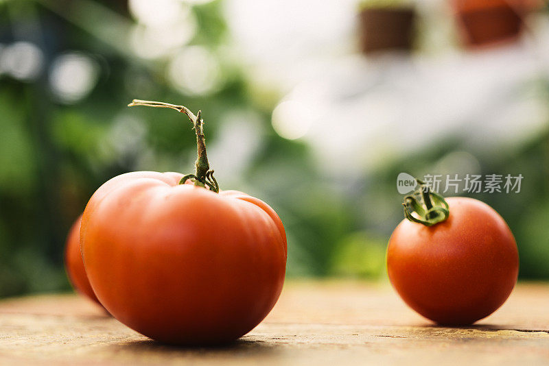 自家种的西红柿