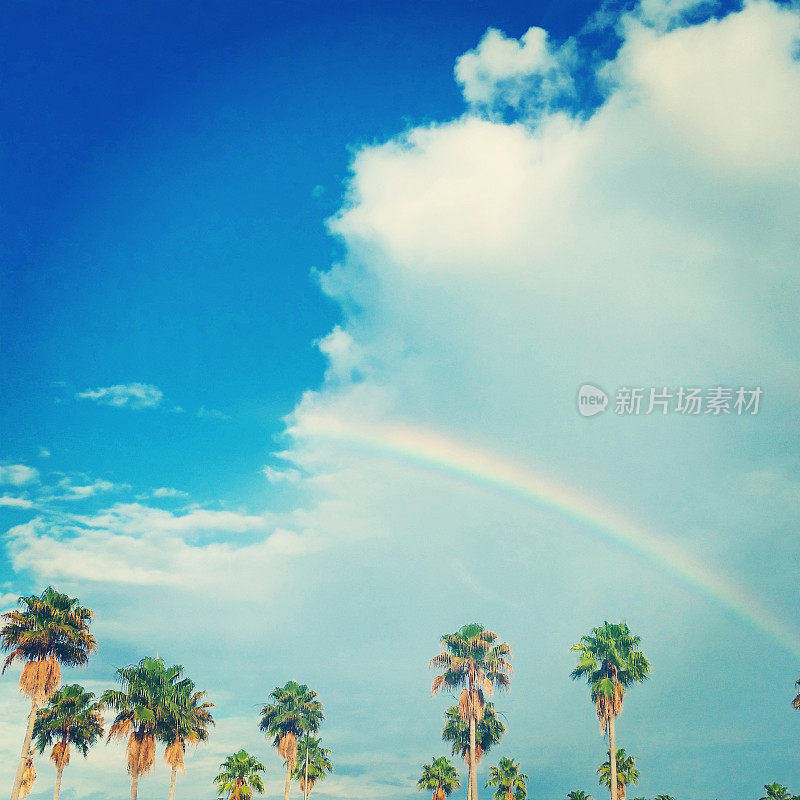 佛罗里达热带棕榈树与彩虹和云彩的背景
