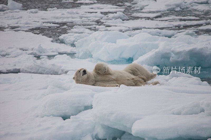 北极熊躺在被水包围的浮冰上