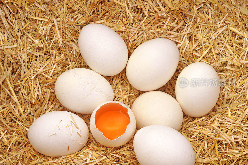鸡蛋在稻草