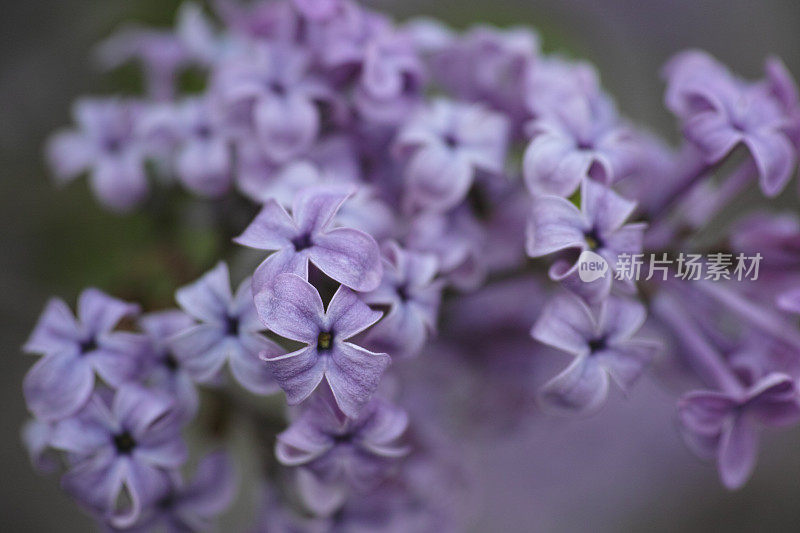 淡紫色的花