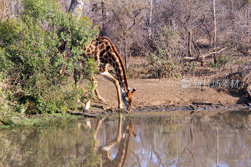 南非:克鲁格国家公园的长颈鹿