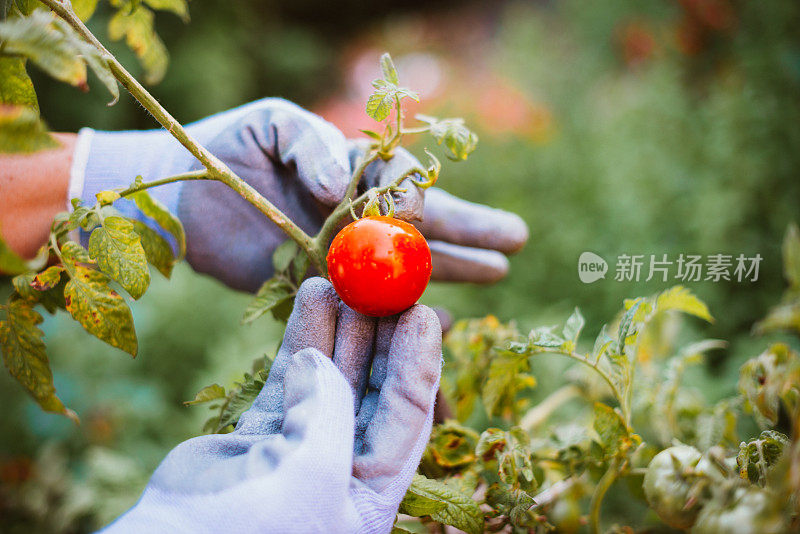 园艺和番茄手的园丁