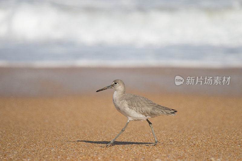 海滩上的鸟