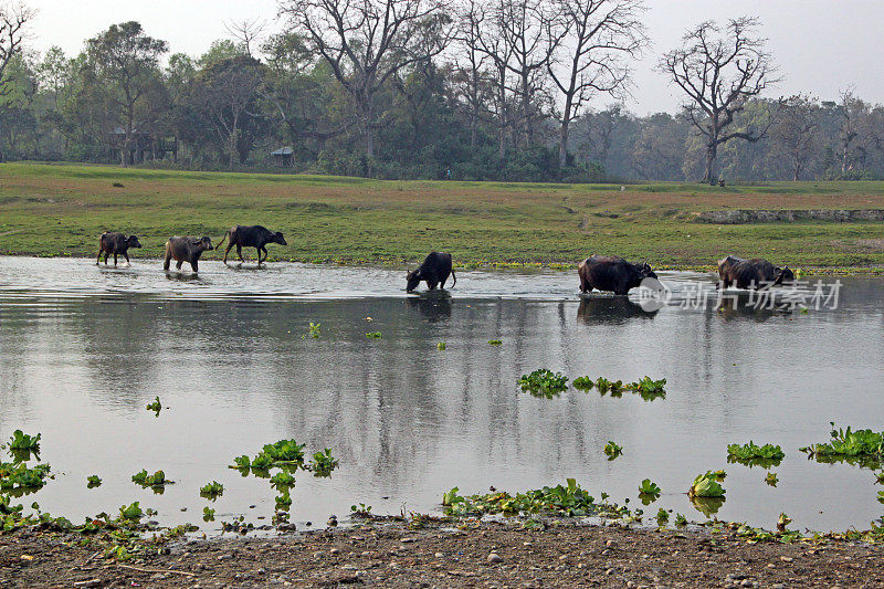 尼泊尔:布达拉普提河中的水牛