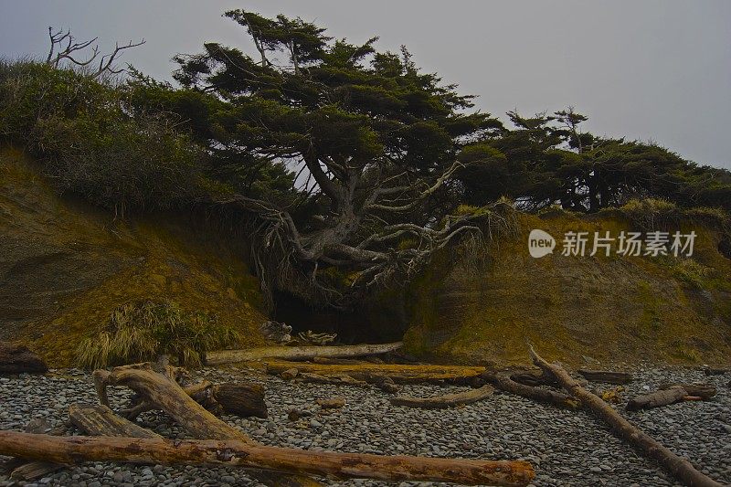 奥林匹克海滩野生树