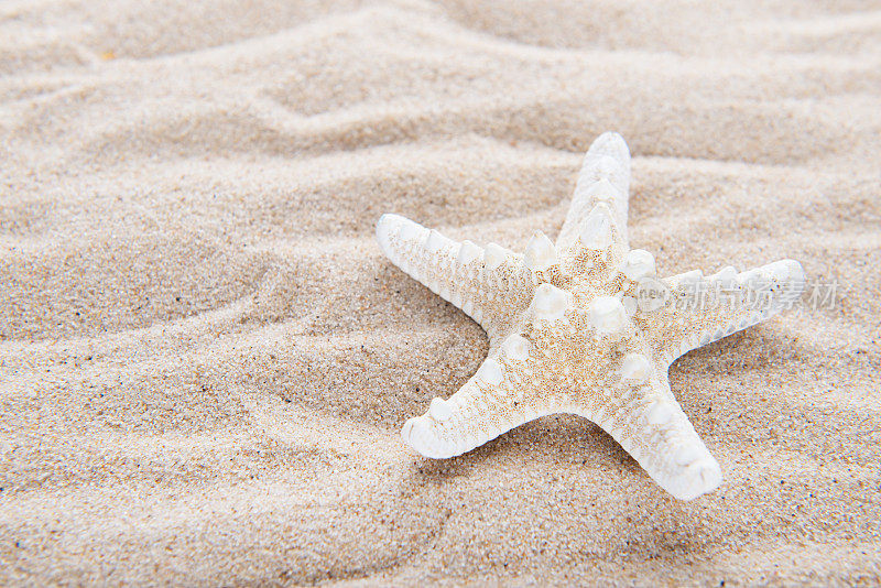 海滩及海洋生物