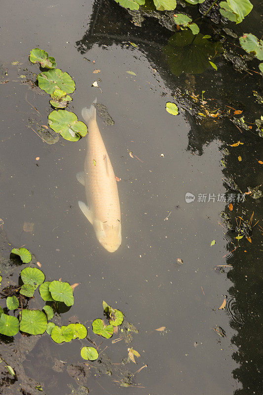 日本京都鱼塘的装饰性锦鲤