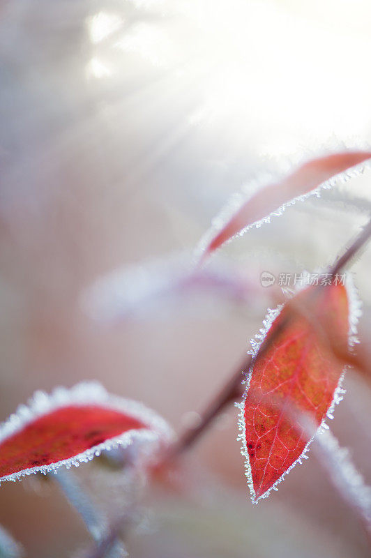 五彩缤纷的秋叶上覆盖着霜冻