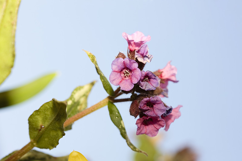 疗肺草属& # 8220;银花束# 8221;(Pulmonaria officinalis)