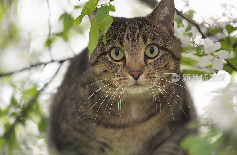山楂树上的虎斑猫