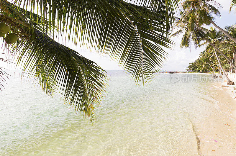 晶莹湛蓝的海水和棕榈树，五岛，苏梅岛