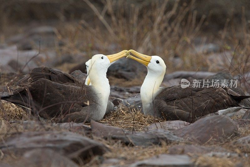 挥手信天翁