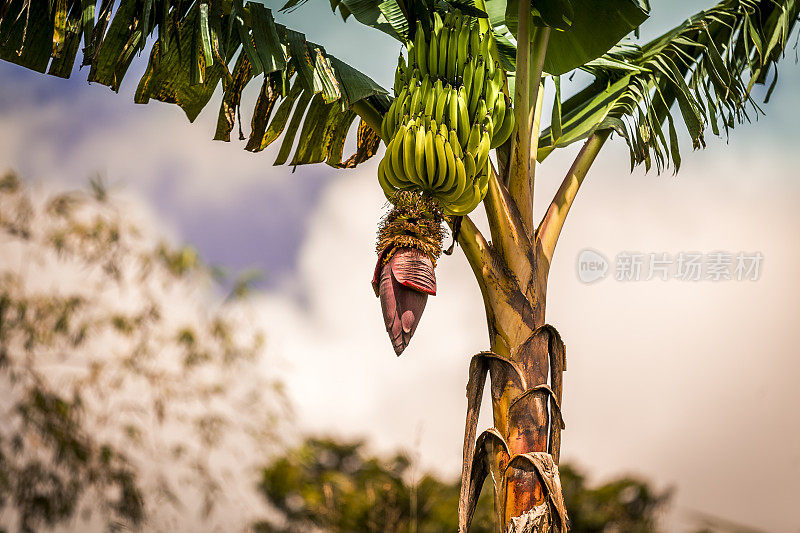 加勒比地区的香蕉树