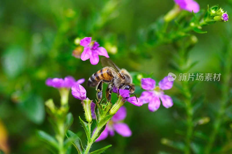 花中的蜜蜂