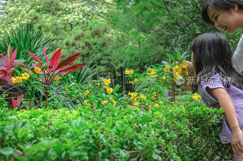 南亚香港岛公园观赏植物科