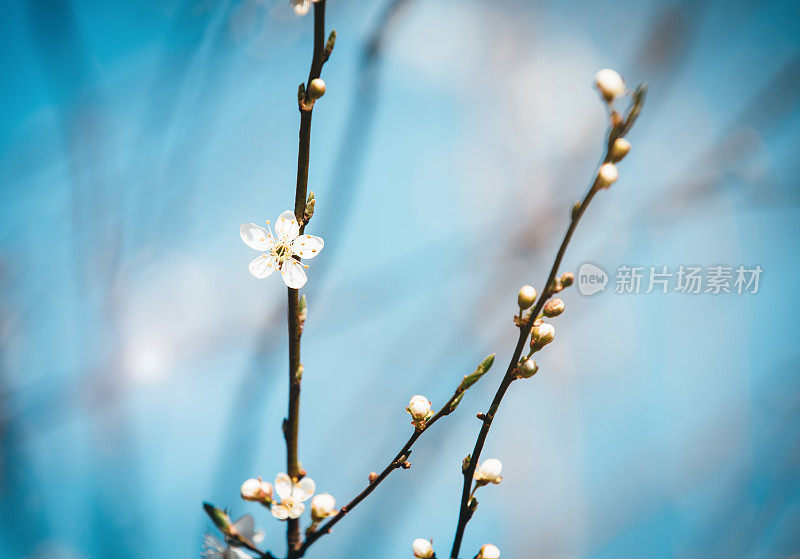 白色的花在蓝色的背景