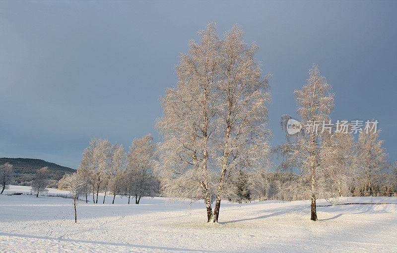白桦树，冬天和雪